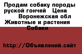 Продам собаку породы руской гончей › Цена ­ 5 000 - Воронежская обл. Животные и растения » Собаки   